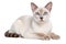 Colorpoint Shorthair Cat On Isolated Transparent Background, Png. Generative AI