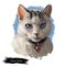 Colorpoint Shorthair Cat Portrait Isolated, Digital Art