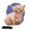 Colorpoint Shorthair Cat Portrait Isolated, Digital Art