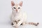 Colorpoint Shorthair Cat On White Background. Generative AI