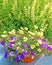 colors annual flowers in pot and Lemon Meringue flowers in Summer bloom
