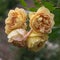 Colors of autumn - cream-yellow flowers closeup