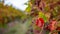 The colors of Autumn Fall changing in the vineyards on the Fleurieu Peninsula South Australia on 29th April 2020
