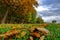 Colors of autumn in the forest. Landscape with rusty colored leaves. Autumn background