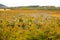 Colors of the autumn natural landscape of Chilean Patagonia between Puerto Natales and the Torres del Paine National Park, Chile