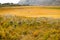 Colors of the autumn natural landscape of Chilean Patagonia between Puerto Natales and the Torres del Paine National Park, Chile