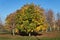 Colors of autumn - trees with the leaves of the various colors