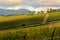 Colors in autumn on a wineyard in tuscany