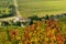 Colors in autumn on a wineyard in tuscany