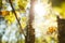 Colors of autumn, wood with spider web. Nature background. Spider web on a tree branches, yellow leaves and tree trunks in the bac