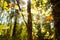 Colors of autumn, wood with spider web. Nature background. Spider web on a tree branches, yellow leaves and tree trunks in the bac