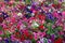 Colors. Colored Petunia field. Flower background