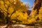 Colors of fall in Coyote Gulch