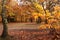 Colors of Fall in Enlgish woodland glade