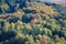 Colors of the forest in autumn beech and fir trees in the modenese apennines frignano regional park