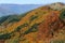 Colors of the forest in autumn beech and fir trees in the modenese apennines frignano regional park