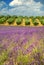 Colors of Provence