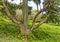 Colors of Rainbow Tree, Maui, HI