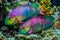 Colors of the Reef: Exploring the Fascinating World of Parrotfish