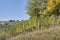 the colors of the vineyards of the Langhe in autumn