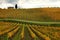 Colors of Wineyards in Tuscany, Chianti, Italy