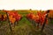 Colors of Wineyards in Tuscany, Chianti, Italy