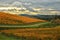 Colors of Wineyards in Tuscany, Chianti, Italy