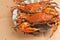 Colossal, steamed and seasoned chesapeake blue claw crabs on a brown paper table cover