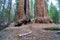 Colossal Trunk of giant Sequoia