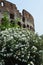 Colosseo rome italy