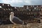 Colosseum, bird, beak, water, seabird