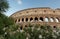 The Colosseum surrounded by trees and flowers