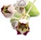 Colotropis procera beautiful flowers