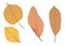 Colour Brown Dry leaf paint illustration