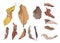 Colour Brown Dry leaf paint on white background illustration vector