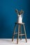 Colour Card and Vase on a Stool Over Blue Backdrop