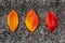 Colour changing Red yellow autumn Sakura cherry leaves on grey stone background