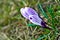 Colour Crocuses field. Floral background