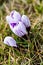 Colour Crocuses field. Floral background