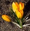 Colour Crocuses field. Floral background