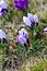 Colour Crocuses field. Floral background