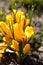 Colour Crocuses field. Floral background