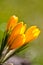 Colour Crocuses field. Floral background