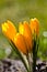 Colour Crocuses field. Floral background