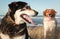 Colour landscape format image of two dogs in dune grasses at a beach