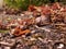 Colour photo of a family of snails