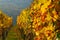 Colour Vineyard - Leaves