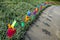 The colour windmill in Grass of farm