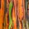 Coloured bark of rainbow eucalyptus eucalyptus deglupta