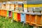 Coloured beehives